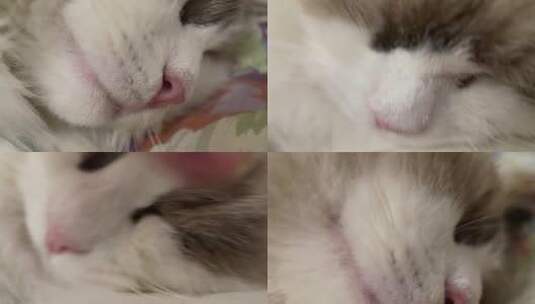 【镜头合集】猫咪鼻子爪子微距特写高清在线视频素材下载