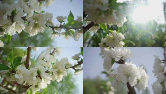 春天白色梨花开放高清在线视频素材下载