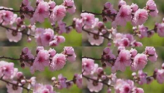 微距特写鲜花桃花粉色花朵高清在线视频素材下载