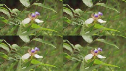花丛中的野花高清在线视频素材下载