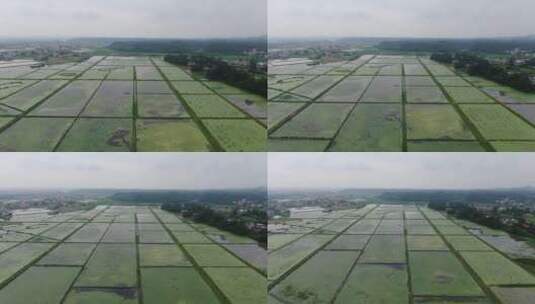 春耕农业种植水田稻田航拍高清在线视频素材下载