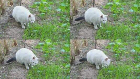 白猫在户外吃草高清在线视频素材下载