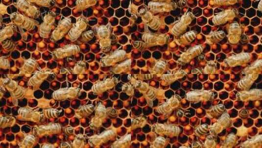 小蜜蜂在蜂巢上来回爬动跳舞高清在线视频素材下载