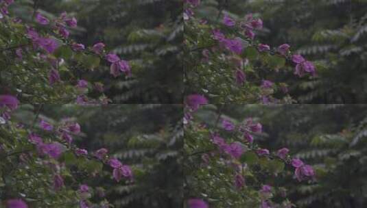 下雨时的花朵高清在线视频素材下载