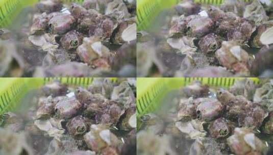 鲜活海鲜贝壳高清在线视频素材下载
