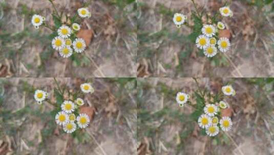 野葵花特写高清在线视频素材下载