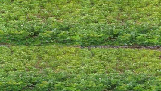 生态植物小叶黄杨高清在线视频素材下载