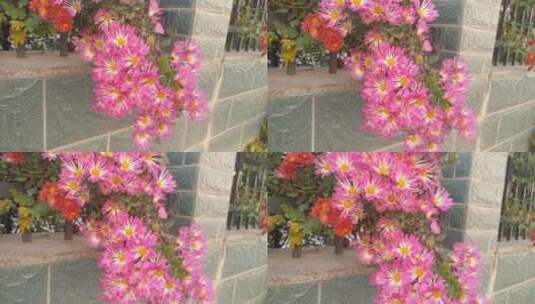 菊展粉红色的漂亮菊花高清在线视频素材下载