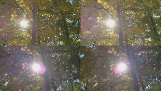 银杏树树叶景色高清在线视频素材下载