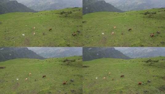 草原地放牛生活草原地自由生活草原风景高清在线视频素材下载