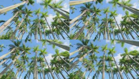 唯美阳光高大的棕榈树林大王椰子树高清在线视频素材下载