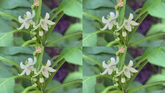 白色的辣椒花朵高清在线视频素材下载