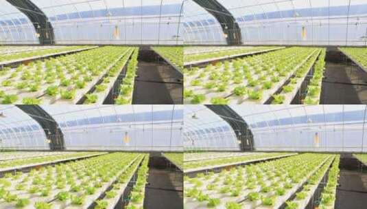 水培蔬菜  温室大棚  现代化农业高清在线视频素材下载