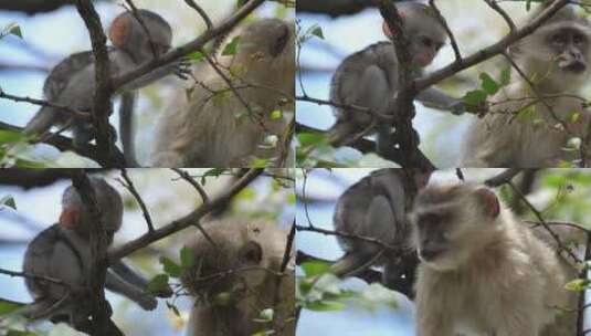 可爱的小猴子抓起一片叶子高清在线视频素材下载