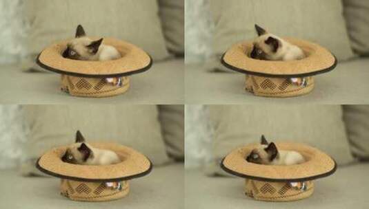 帽子里的暹罗猫高清在线视频素材下载