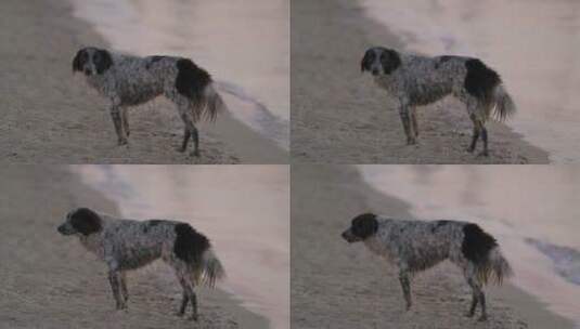 沙滩上的流浪狗高清在线视频素材下载