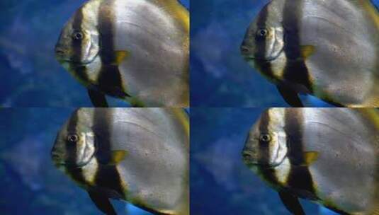 银光闪闪的鱼高清在线视频素材下载