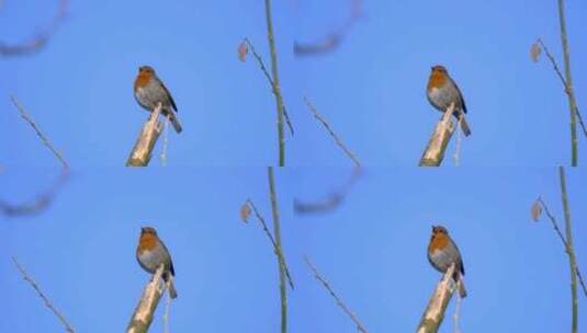 自然森林中的罗宾鸟高清在线视频素材下载