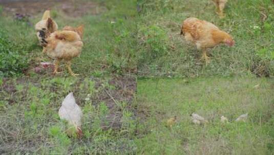 农村正宗土鸡放养鸡-实拍合集高清在线视频素材下载