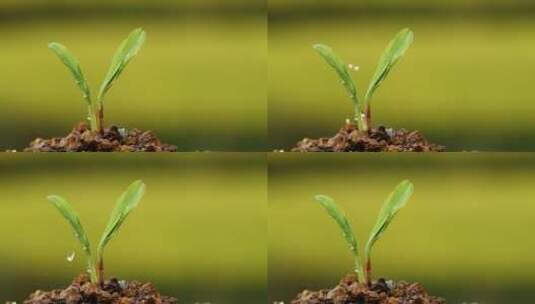 4k升格实拍水滴植物种子生根发芽 2高清在线视频素材下载