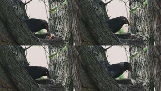 黑八哥喂食，4月13日拍摄，以蚯蚓哺育幼鸟高清在线视频素材下载
