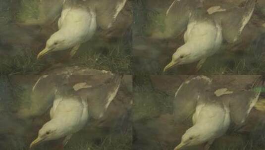 海鸥海鸟标本模型高清在线视频素材下载