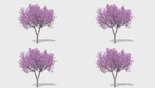 开满樱花桃树抠像好的带Alpha透明通道素材4高清在线视频素材下载
