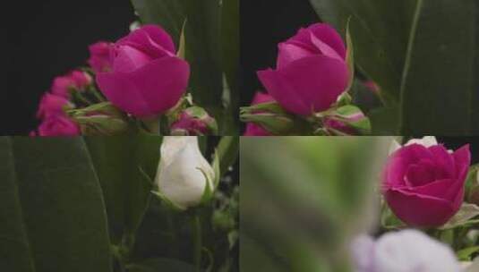 跟踪拍摄粉红色和白色的花高清在线视频素材下载