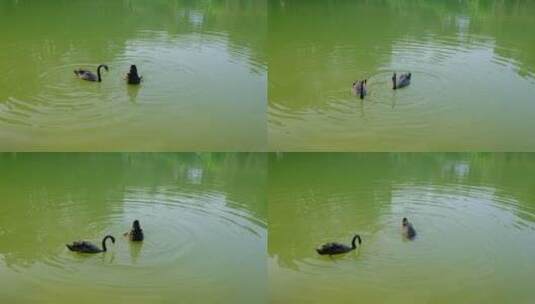 湖面上的黑天鹅正在觅食高清在线视频素材下载