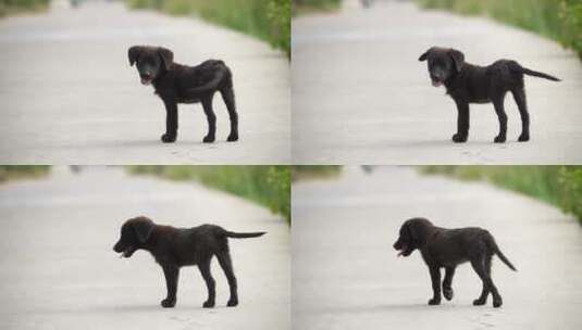 农村道路上的小狗高清在线视频素材下载