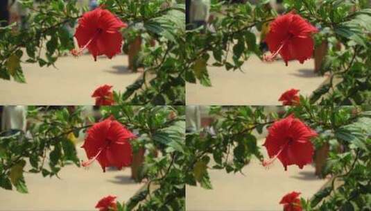 阳光下的红木槿高清在线视频素材下载