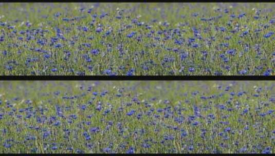 盛开的蓝色小花矢车菊高清在线视频素材下载