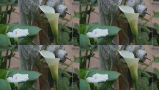 绽放的白色花朵 (3)高清在线视频素材下载