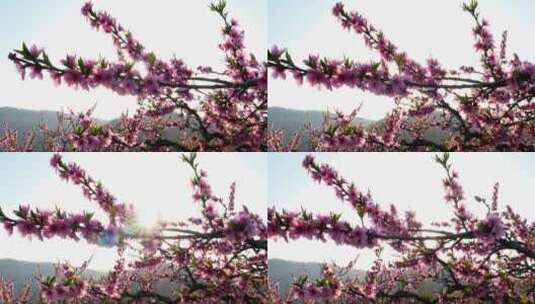 春天迷人的桃花枝特写高清在线视频素材下载