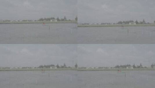 阳澄湖 养殖 渔民高清在线视频素材下载