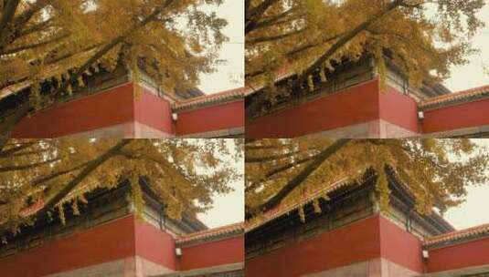 北京故宫的银杏十八槐银杏高清在线视频素材下载