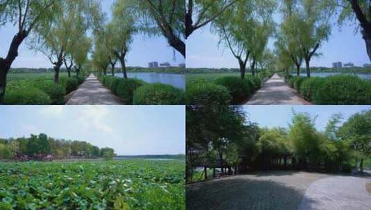 武汉蔡甸区沌口汤湖公园湿地公园4K视频合集高清在线视频素材下载