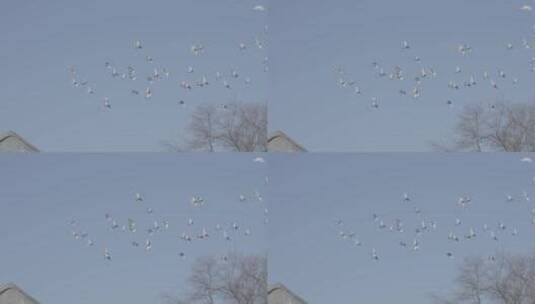 老北京鸽子 鸽子飞翔胡同高清在线视频素材下载