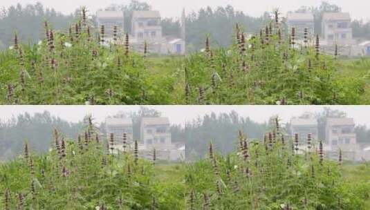 河边的植物益母草蛇床菰河塘乡间湖边岸边高清在线视频素材下载