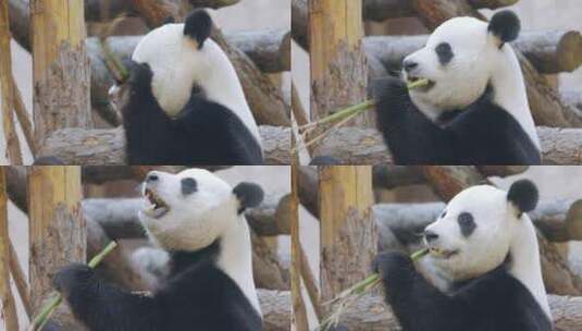 熊猫吃竹子特写高清在线视频素材下载