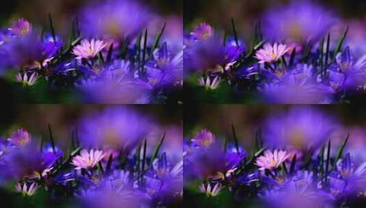 花 海葵 紫色高清在线视频素材下载