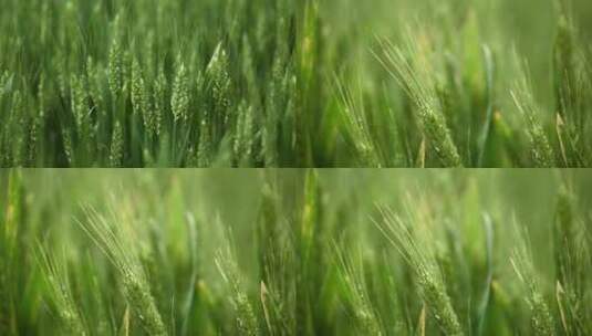小麦麦穗细节特写高清在线视频素材下载