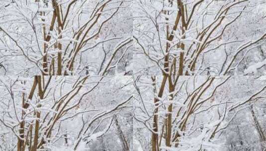 森林雪景高清在线视频素材下载