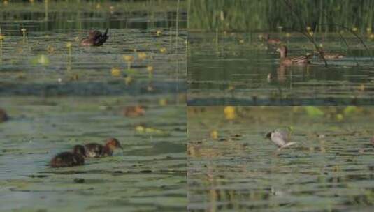 春季湖面天鹅野鸭游泳觅食高清在线视频素材下载