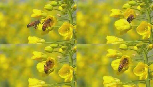 特写慢镜头春天油菜花田里的两只蜜蜂高清在线视频素材下载