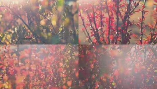意向素材 花 植被 色彩 逆光高清在线视频素材下载