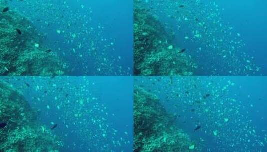 海洋鱼群高清在线视频素材下载
