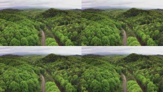 树木间道路的无人机镜头高清在线视频素材下载