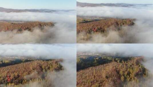 航拍东北秋天，清晨大雾，山区航拍高清在线视频素材下载