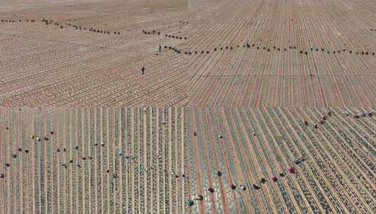 沙地里耕种的人群4K航拍高清在线视频素材下载